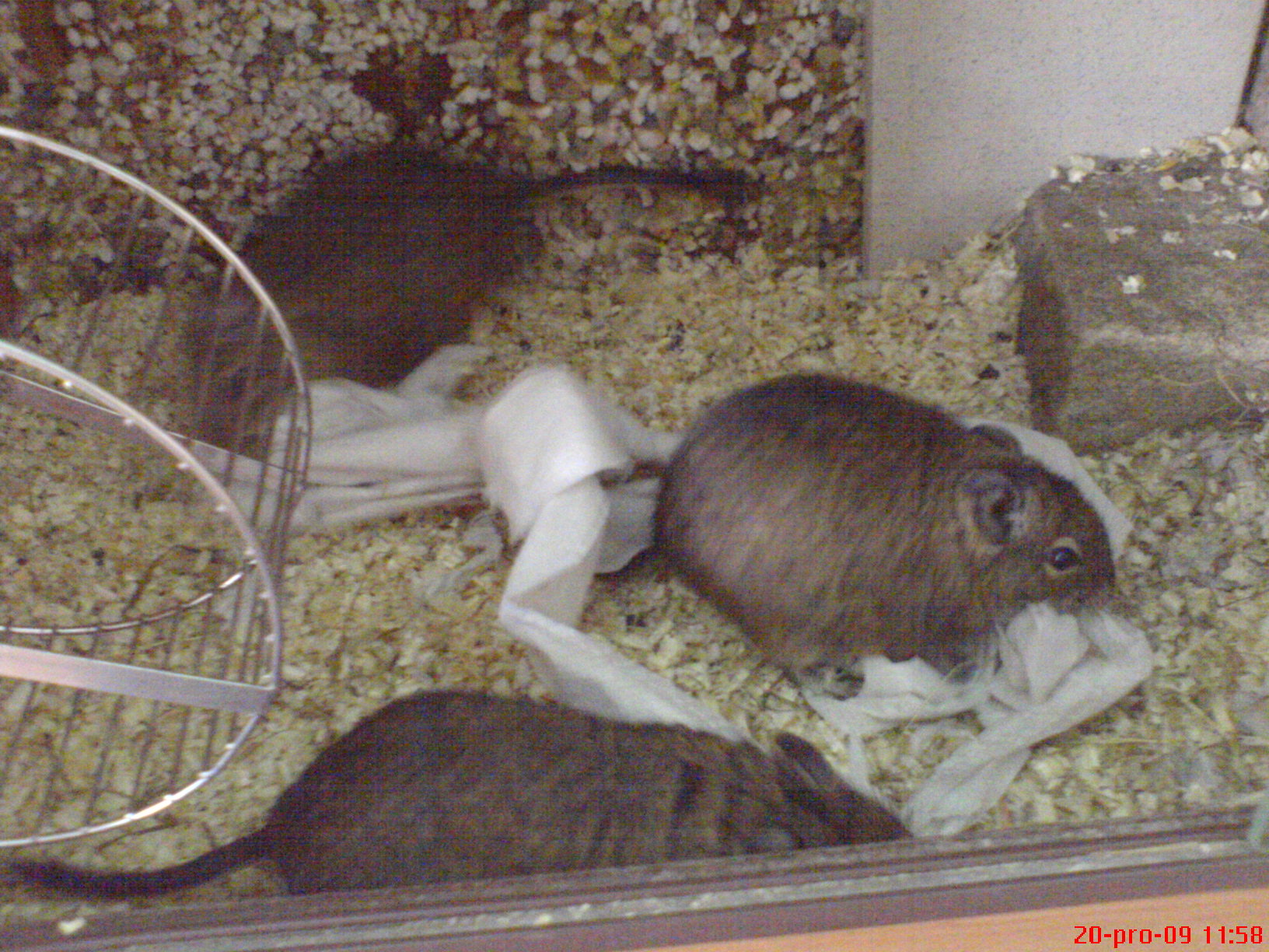 Jůlča, Máša a Dáša